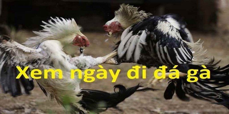 Coi Ngày Đá Gà - Cách xem ngày đá gà chuẩn nhất 5 coi ngày đá gà